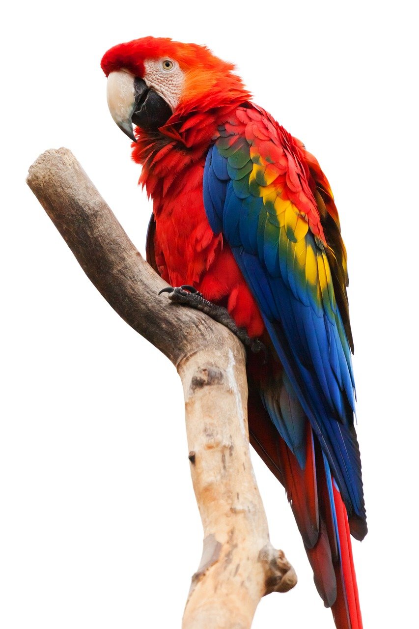 Guacamayo de ALAHA, una de las aves que atendemos en consulta.