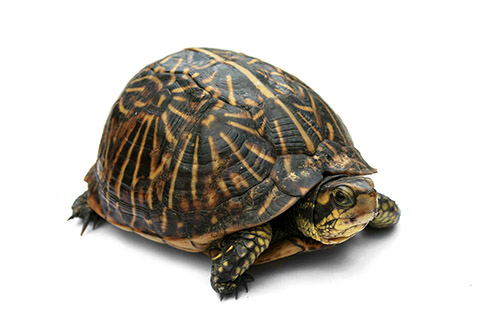 Tortuga de Florida, una de las especies que atendemos en consulta.